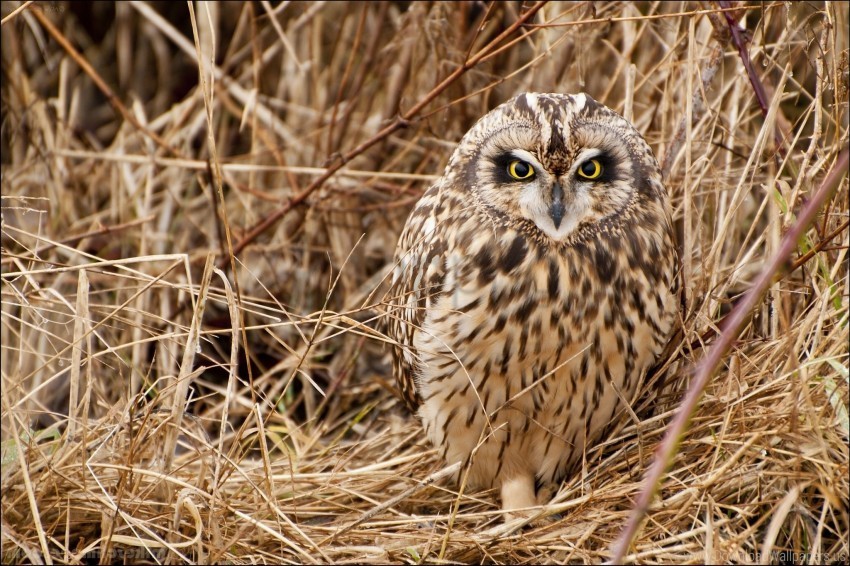bird grass owl predator wallpaper PNG files with clear backdrop collection