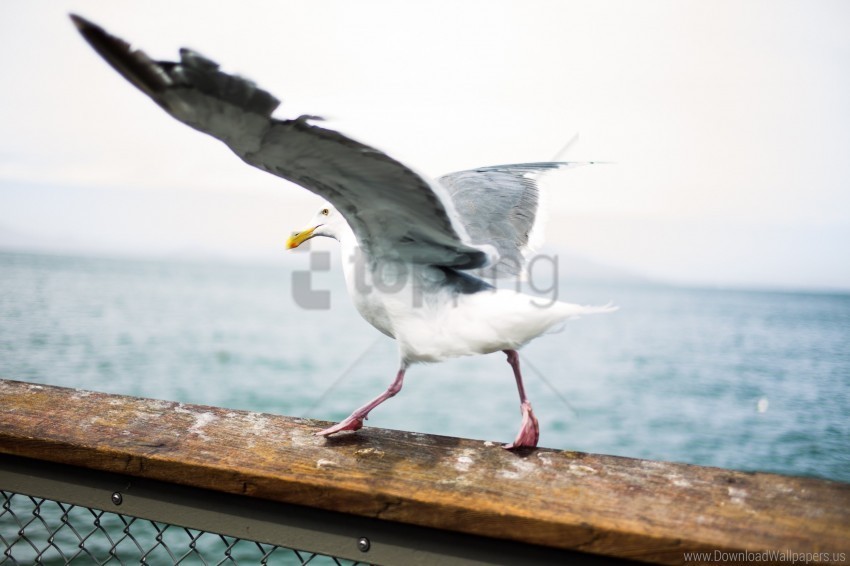 bird seagull wings wallpaper PNG images with alpha transparency bulk