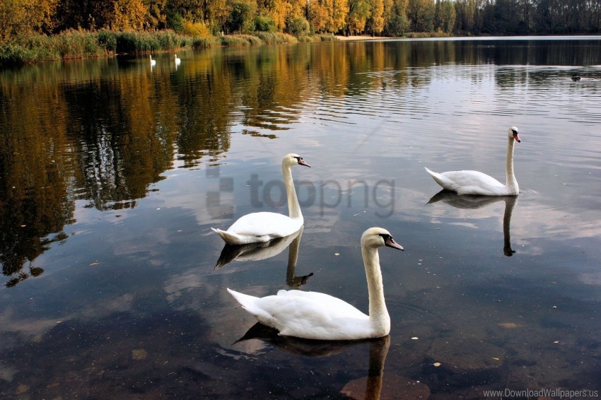 birds lake pond swans trees wallpaper Clear PNG