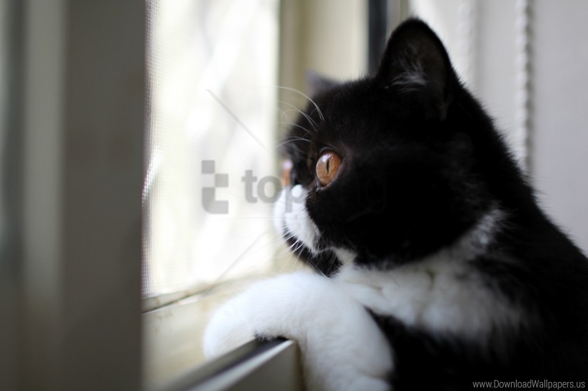 black and white cat color looking out the window pro view wallpaper PNG images no background