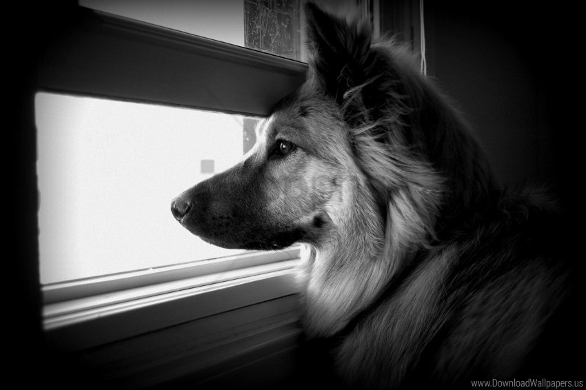 Black White Dog Face Pro Watching Window Wallpaper PNG With Transparency And Isolation