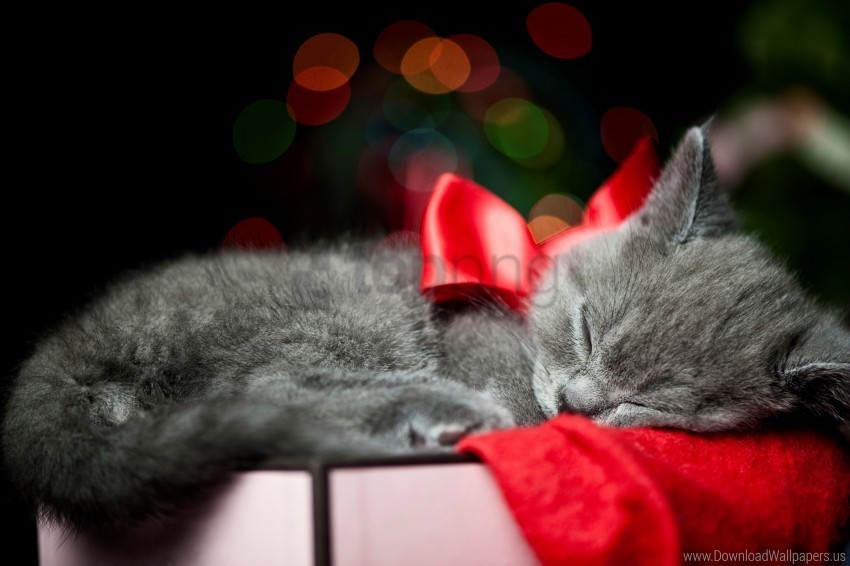 black bow box cat kitten ribbon sleeping wallpaper PNG Graphic Isolated with Clear Background