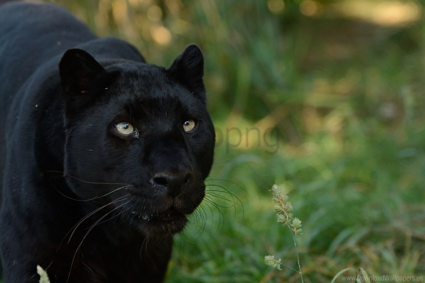 black muzzle panther predator wallpaper PNG for blog use