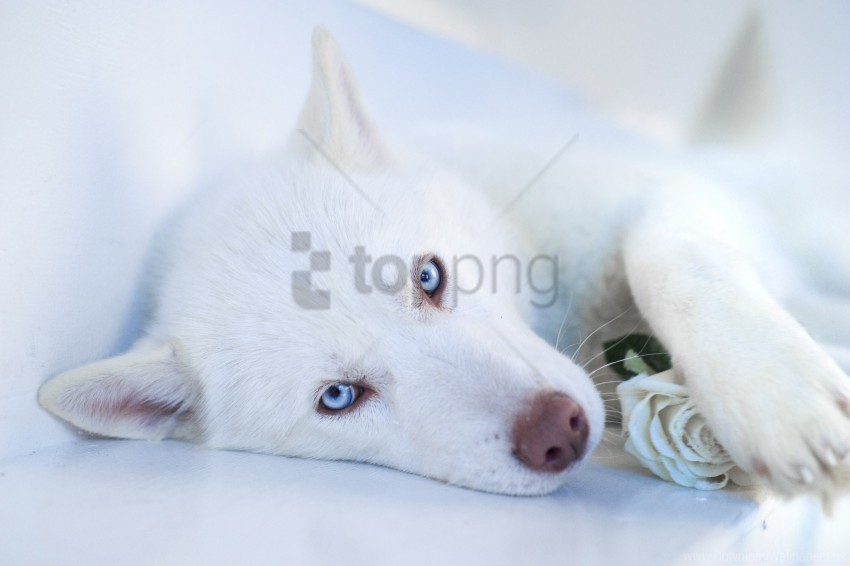 blue-eyed dog husky muzzle wallpaper PNG high quality