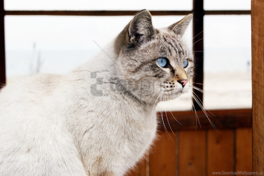 blue eyes cat view window wallpaper Isolated Subject in Clear Transparent PNG