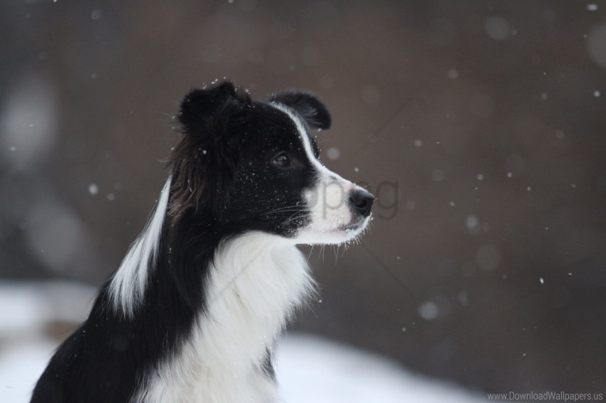 border collie dog snow spotted wallpaper PNG Image Isolated with Transparency