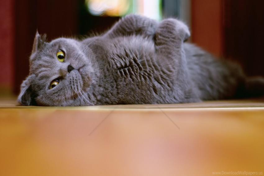 brit cat flap-eared lie wallpaper PNG images for merchandise