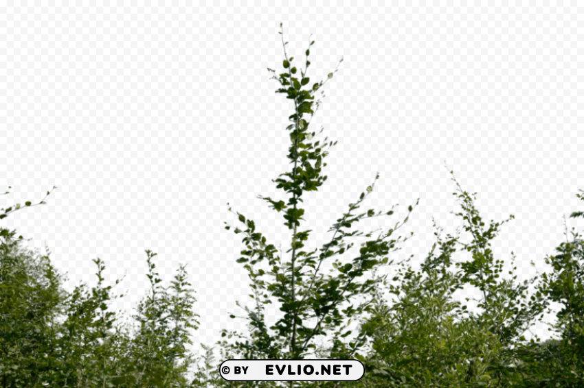 PNG image of bushes PNG with alpha channel for download with a clear background - Image ID 1f774960