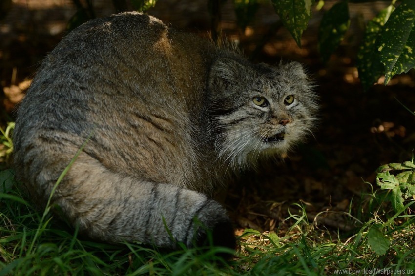 bushes fear grass hide manul wallpaper High-definition transparent PNG