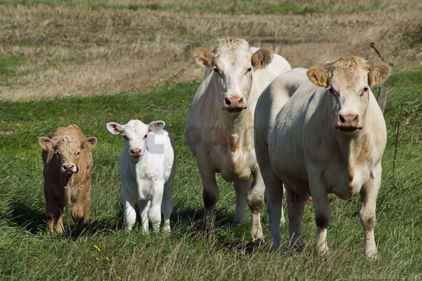 calves cows grass walk wallpaper Alpha channel transparent PNG