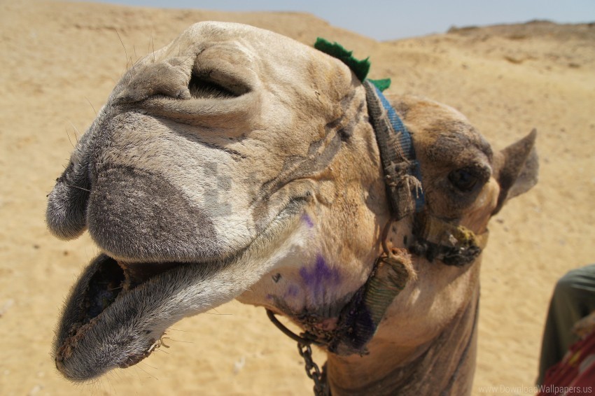 camel desert face mouth nose wallpaper PNG transparency