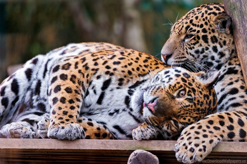 care couple jaguars look predators wallpaper Transparent PNG Graphic with Isolated Object