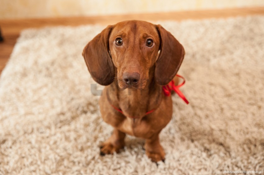 carpet dachshund home sad view wedding wallpaper PNG Image Isolated with HighQuality Clarity