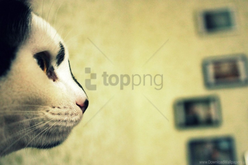 cat cat eyes kote muzzle nose wallpaper PNG with cutout background