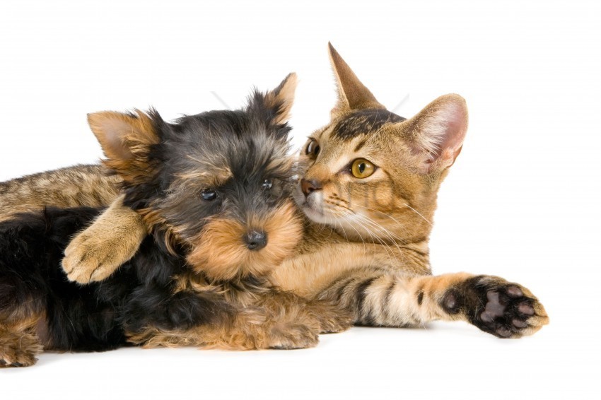 cat couple friendship yorkshire terrier wallpaper Isolated Element in HighResolution Transparent PNG