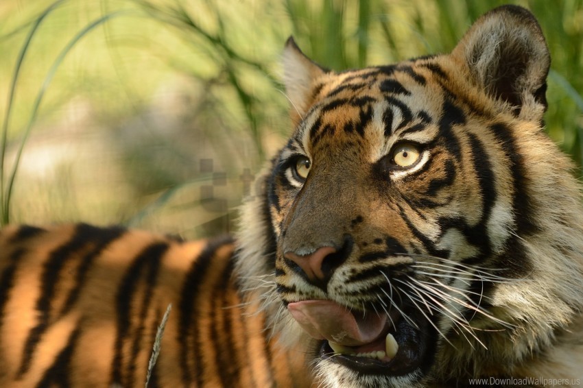 cat face predator sumatran tiger tiger tongue wallpaper Isolated Subject on HighResolution Transparent PNG
