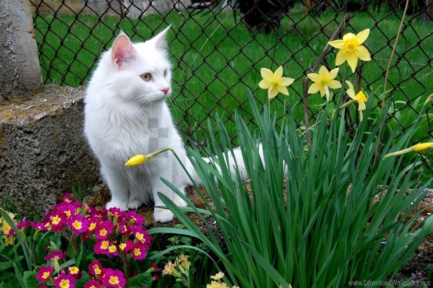 cat flower bed flowers grass sitting white cat wallpaper PNG Graphic Isolated with Clarity