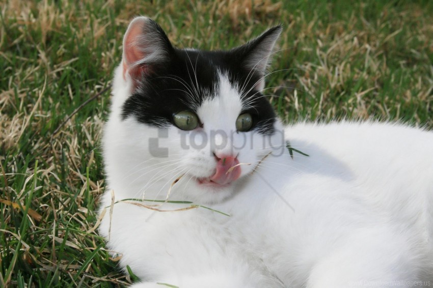 cat flowers grass lying wallpaper PNG Image with Transparent Cutout
