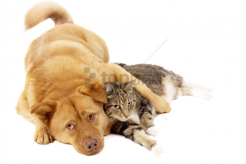 cat friends red the dog wallpaper PNG graphics with transparent backdrop