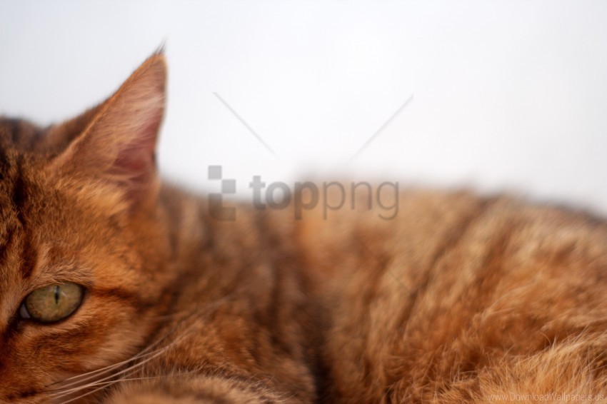 cat furry muzzle striped wallpaper PNG images with no fees