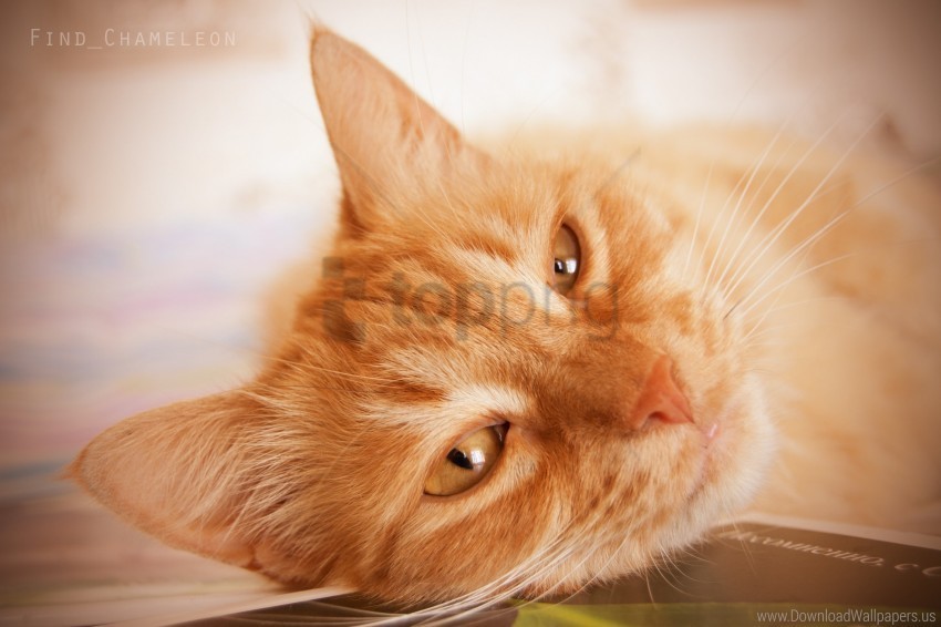 cat red sleep wallpaper PNG Image with Isolated Artwork