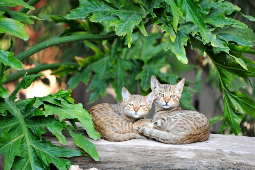 cats couple lie striped wallpaper PNG no watermark