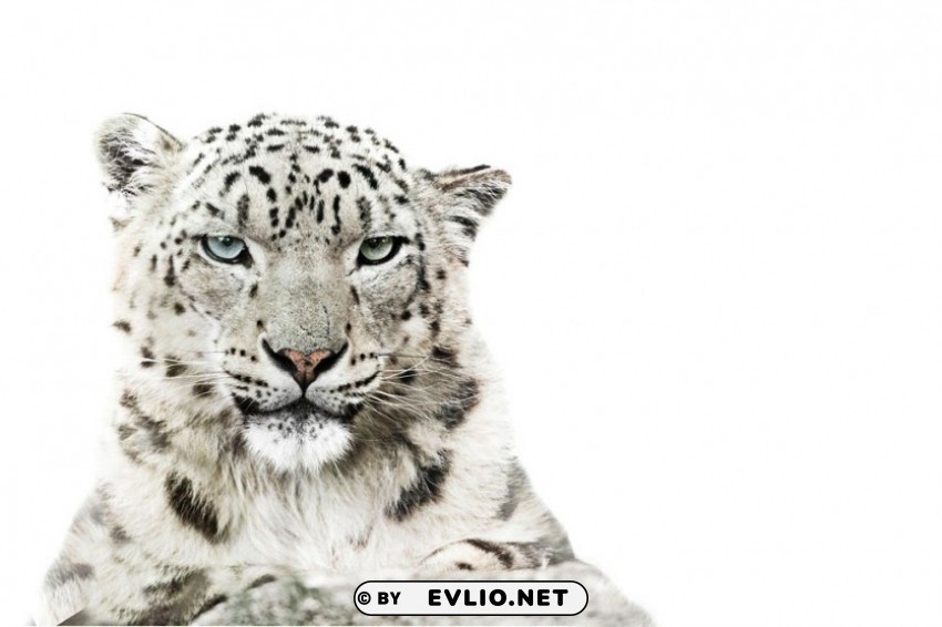 cheetah Isolated Design Element in Transparent PNG
