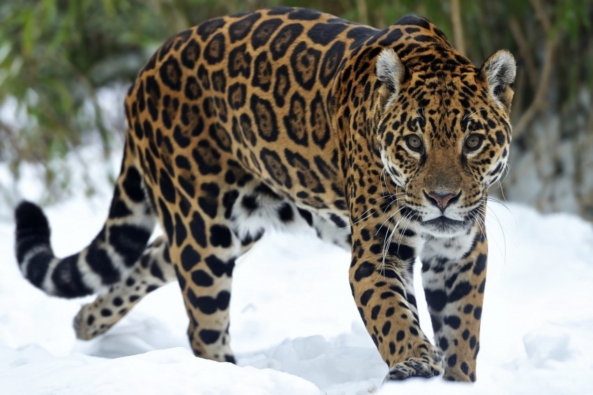 cheetah predator snout snow walk winter wallpaper Isolated Character in Transparent PNG Format