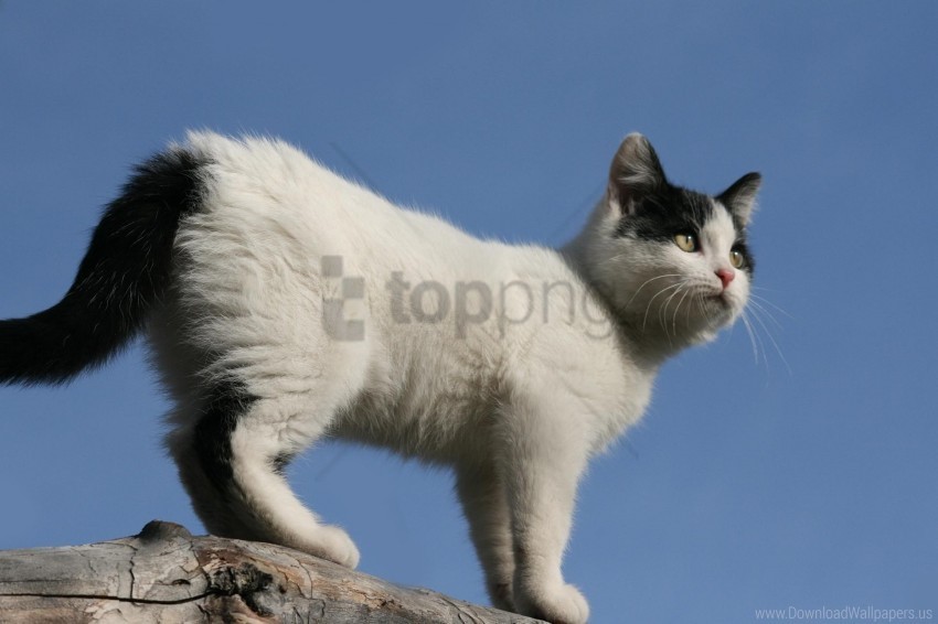 climb kitten sky spotted walk wallpaper High-resolution PNG images with transparency wide set