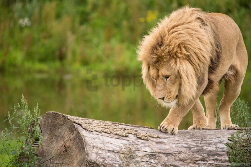 climb lion log predator wallpaper PNG with transparent overlay