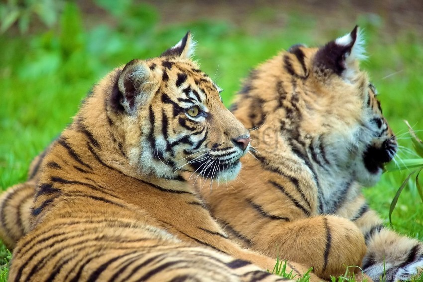 couple cubs lie tigers wallpaper Clear PNG graphics