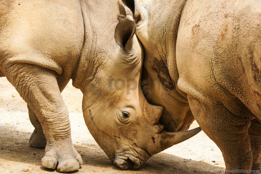 couple horns rhinoceroses wallpaper PNG images with clear alpha channel