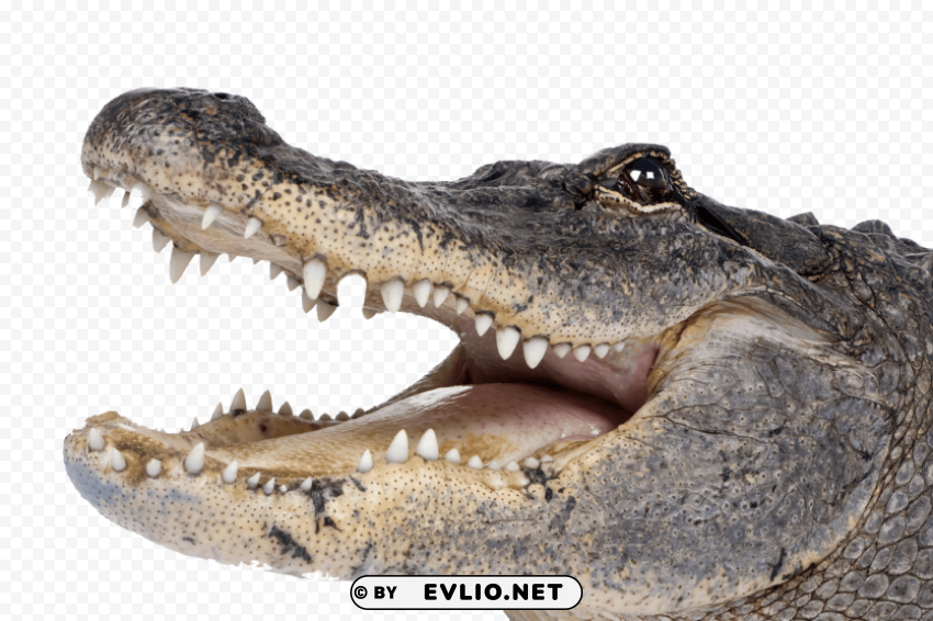 crocodile Isolated Element with Transparent PNG Background