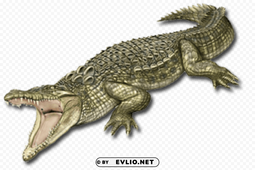 crocodile Isolated Graphic on HighQuality Transparent PNG