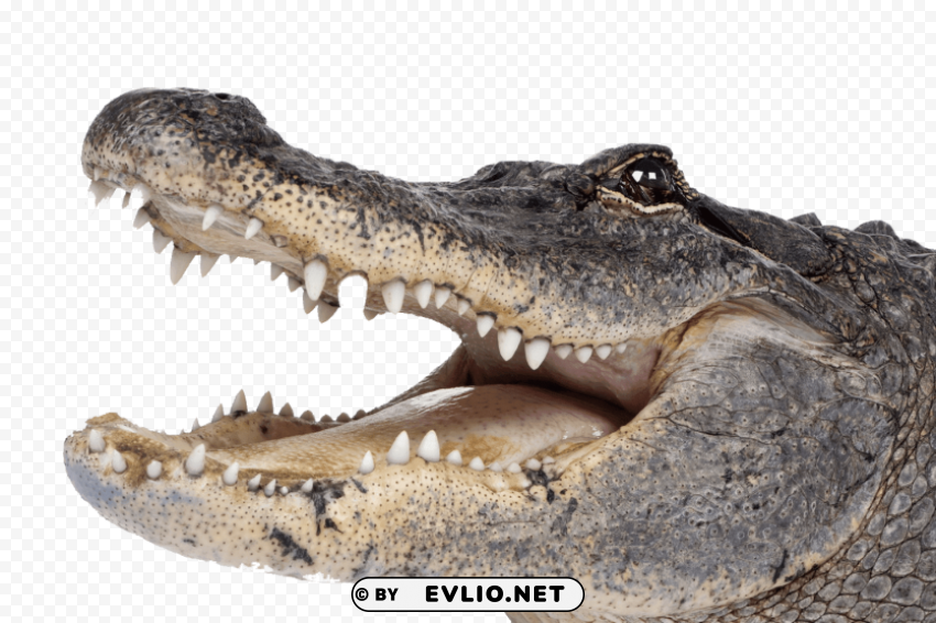 crocodile head right Isolated Item on Clear Background PNG