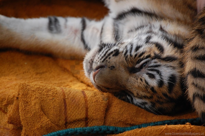 cub face sleep wallpaper Isolated Graphic on HighResolution Transparent PNG