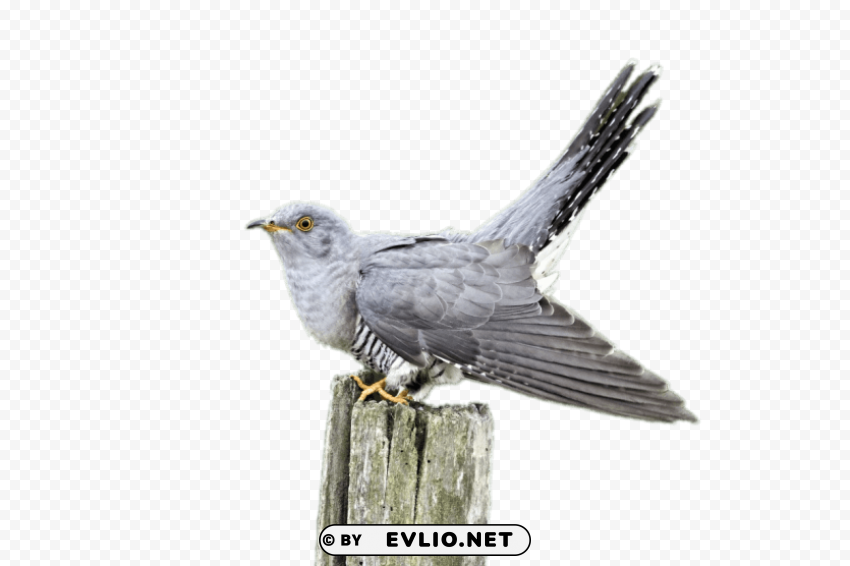 Cuckoo On A Wooden Pole PNG Transparent Stock Images