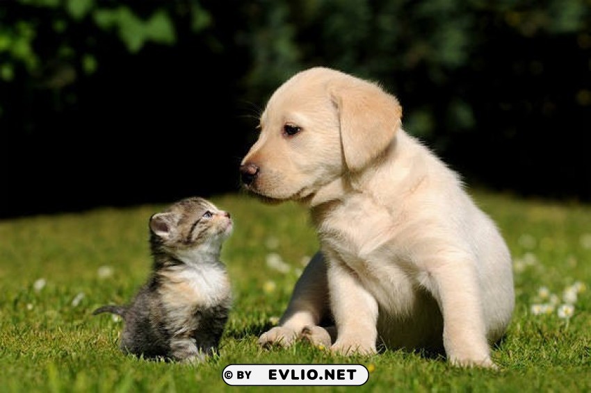 cute little dog and kitten PNG images with transparent backdrop