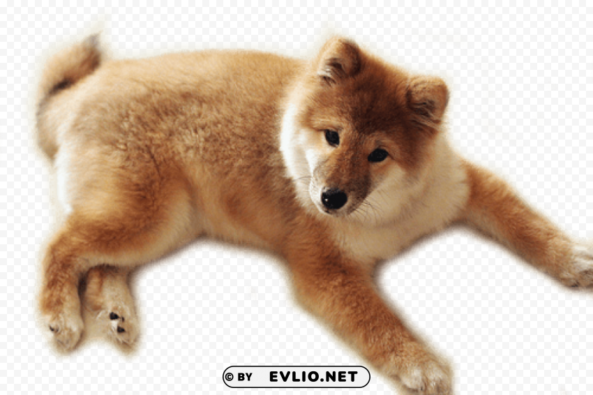 dog PNG clipart with transparent background