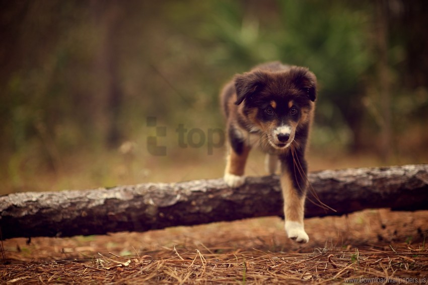 dog dry nature needles puppy stick walking wallpaper Isolated Graphic on HighQuality PNG
