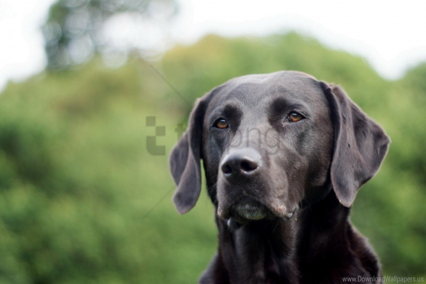 dog ears face grass labrador wallpaper Isolated Artwork on HighQuality Transparent PNG