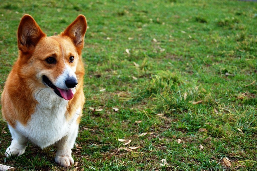 Dog Face Grass Wallpaper PNG Graphic With Isolated Transparency