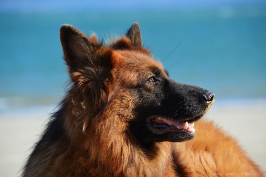 dog german shepherd long-haired wallpaper Clear PNG graphics free