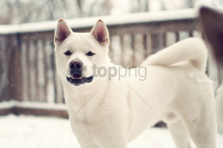 dog laika winter wallpaper PNG for t-shirt designs