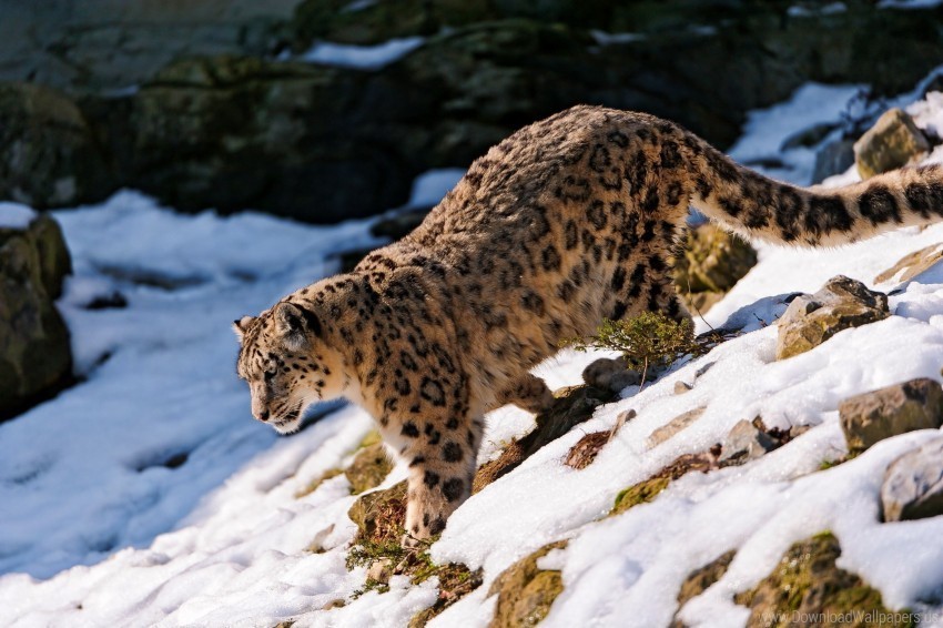 downhill forest snow snow leopard walk wallpaper Clear Background Isolated PNG Illustration