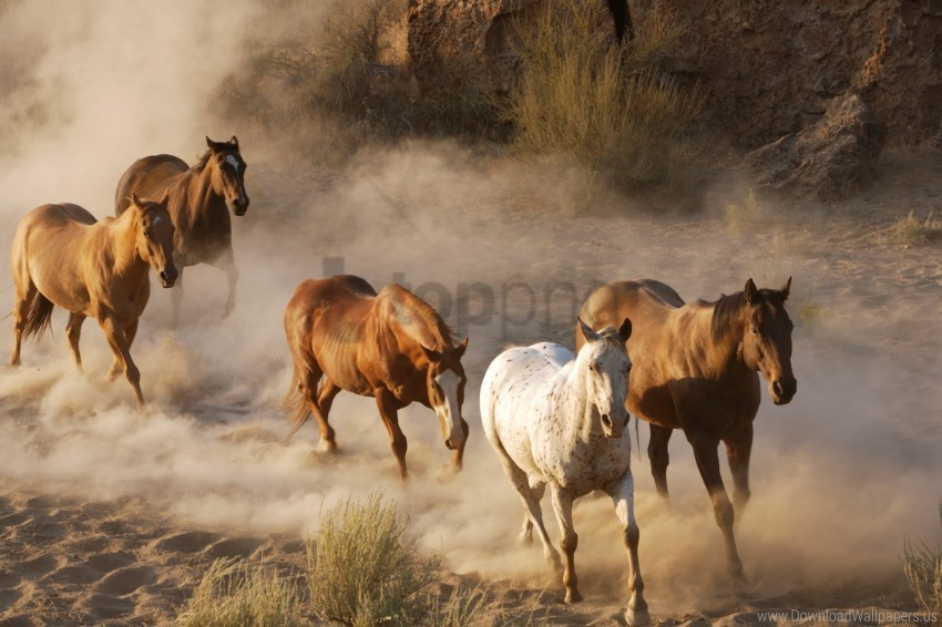 dust herd horse running wallpaper PNG graphics with transparency