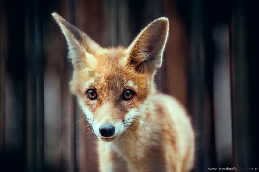 ears face fox wallpaper Alpha channel PNGs