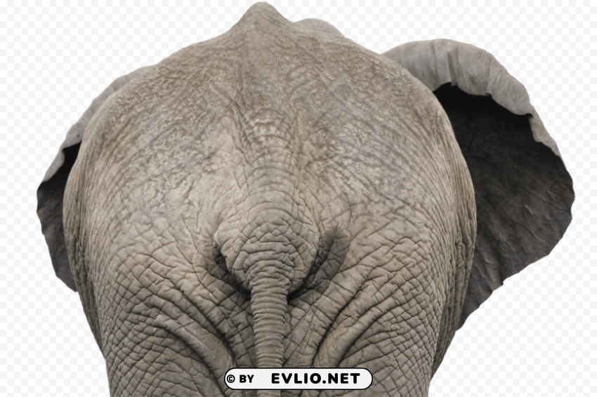elephant back view close up PNG images with transparent canvas