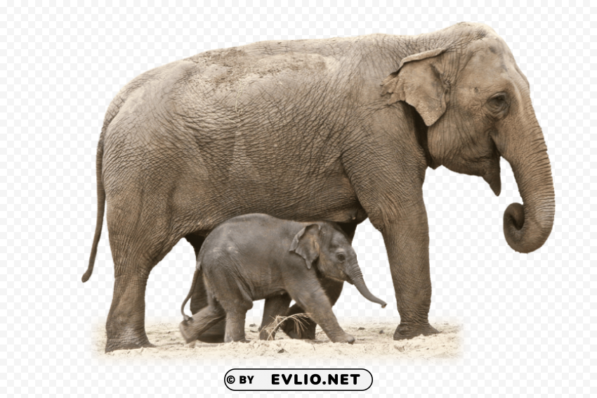 Elephant Mother And Calf PNG Images For Websites
