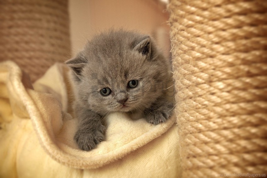 eyes face kitten sadness wallpaper PNG images with transparent backdrop